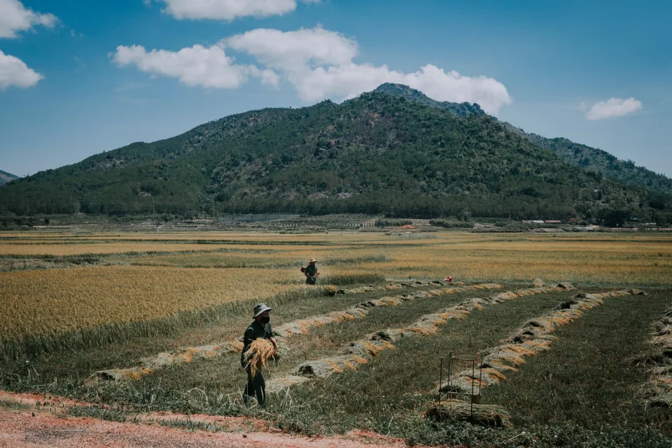 Kho gạo của Lê Thị Hiếu